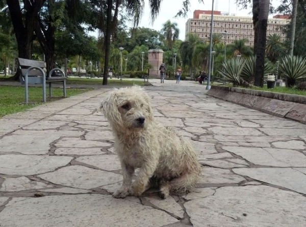 <p>"El recuerdo de Fernando". En medio de la ciudad que lo conoció, un perrito parecido al legendario Fernando provoca un tierno recuerdo.  </p>