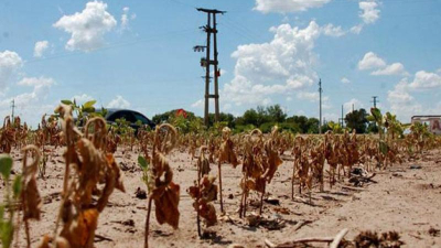 A pesar de la incertidumbre, productores apostarán fuerte por el trigo y girasol