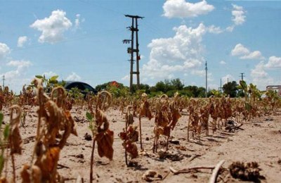 A pesar de la incertidumbre, productores apostarán fuerte por el trigo y girasol