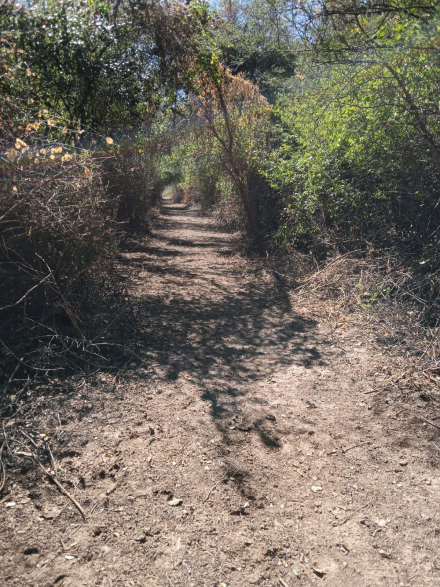 sendero.jpg