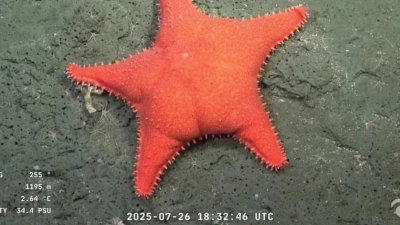 Ciencia en la era del "streaming": el fenómeno viral de la expedición en el Atlántico Sur