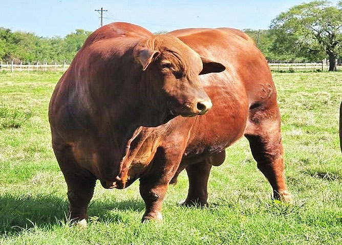 toro.jpg