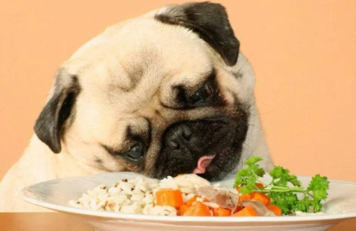 ¿Se puede dar comida humana al perro?🐾