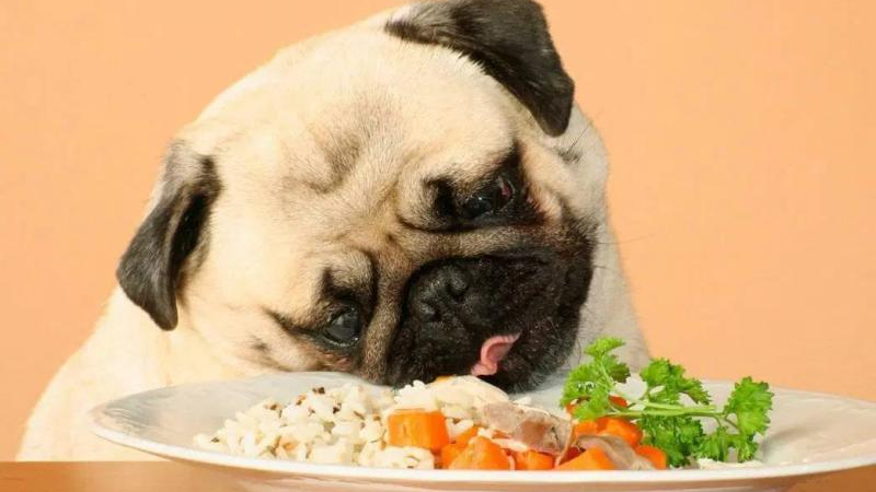 ¿Se puede dar comida humana al perro?🐾