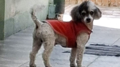 Se busca a Simón: caniche toy perdido en Resistencia