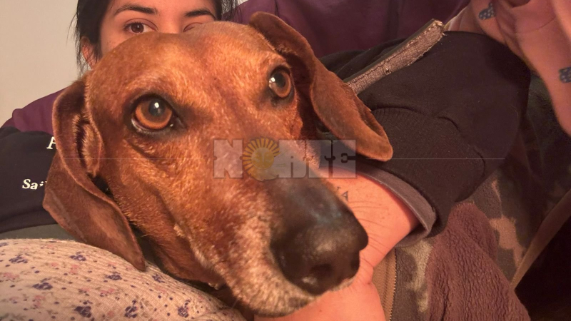 Buscan a un conductor que atropelló y mató a un salchicha y huyó