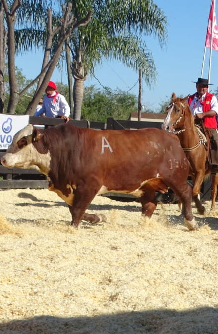 toro5.jpg