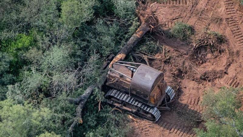 Alertaron por la desaparición del quebracho en el Chaco