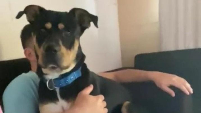 Buscan a su perro perdido hace tres semanas