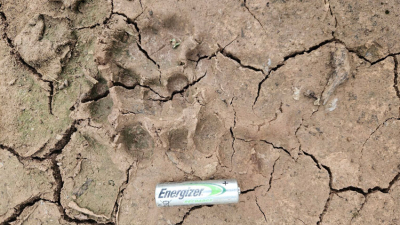 El yaguareté vuelve a reproducirse en el Chaco argentino