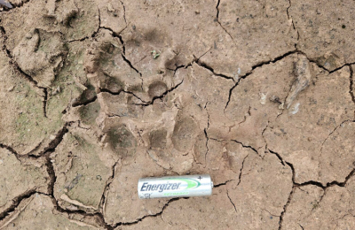 El yaguareté vuelve a reproducirse en el Chaco argentino