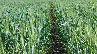 El trigo, en inmejorables condiciones luego de las lluvias de invierno