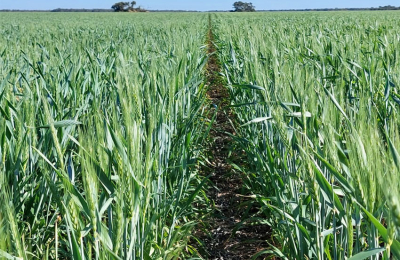 El trigo, en inmejorables condiciones luego de las lluvias de invierno