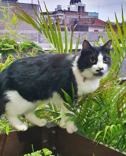 gato4.jpg