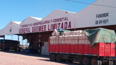 El algodón no tuvo un buen año pero las expectativas se renuevan