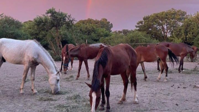 La historia de siete caballos víctimas de maltrato que encontraron adoptante