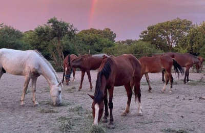 La historia de siete caballos víctimas de maltrato que encontraron adoptante