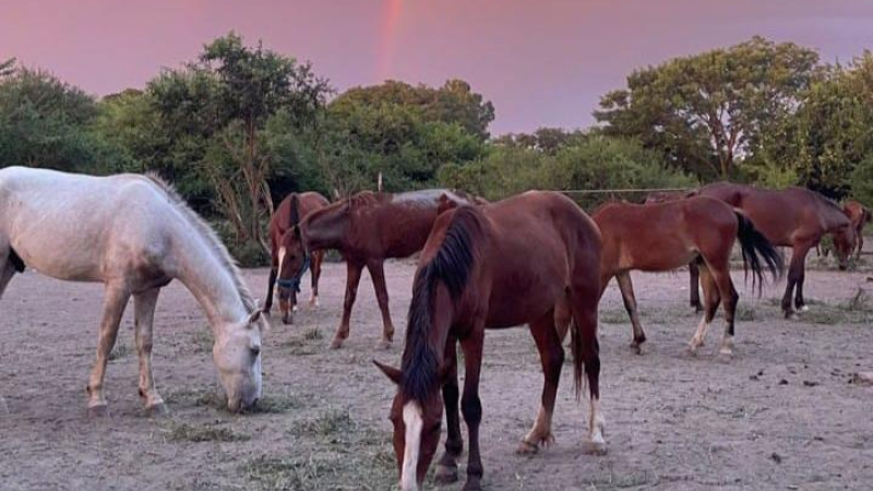 La historia de siete caballos víctimas de maltrato que encontraron adoptante