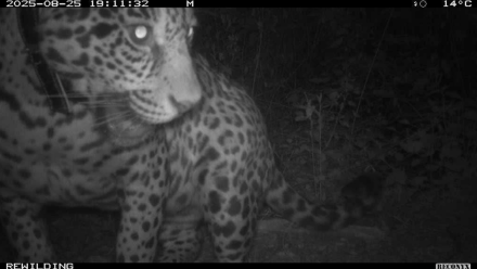 Acaí © Rewilding Argentina.png