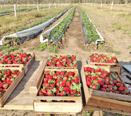 FRUTILLA DEL CHACO (2).JPG