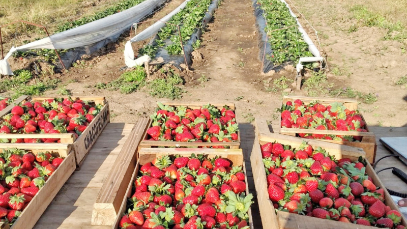 Colonia Benítez se prepara para la Expo Frutihortícola del Chaco con la frutilla como vidriera