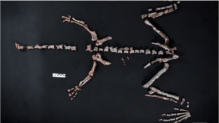 dinosaurio 3.JPG