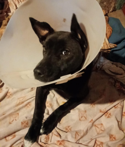 perrita.jpeg
