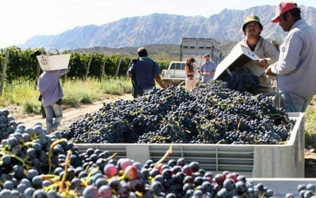 vino.jpg