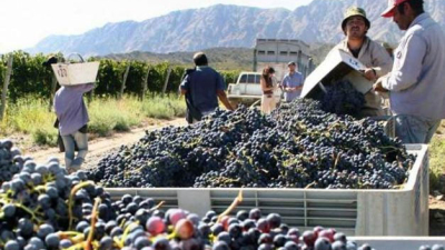 Un juicio millonario impacta sobre la vitivinicultura cuyana