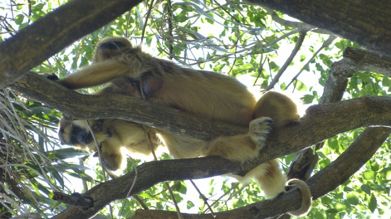 Zoonosis en el NEA: señales de alerta sanitaria en perros, primates y cabras de la región
