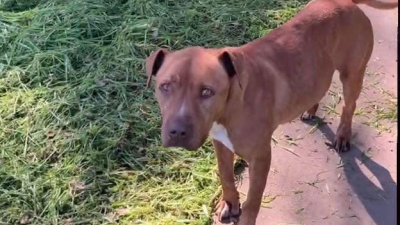 Buscan a Sofi