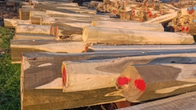 Un emprendimiento forestal de Castelli exporta madera de palo santo a China