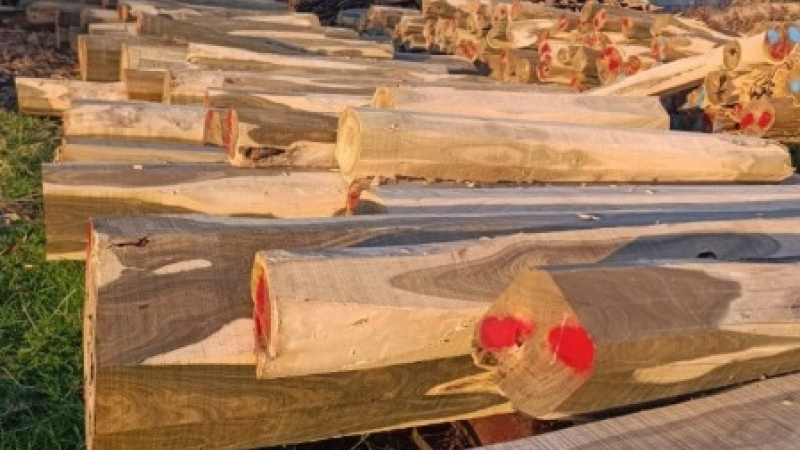 Un emprendimiento forestal de Castelli exporta madera de palo santo a China