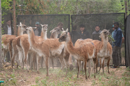 Impenetrable_Llegan guanacos a Impenetrable_Ph Miranda Volpe__RewildingArgentinaDSC6115.jpg