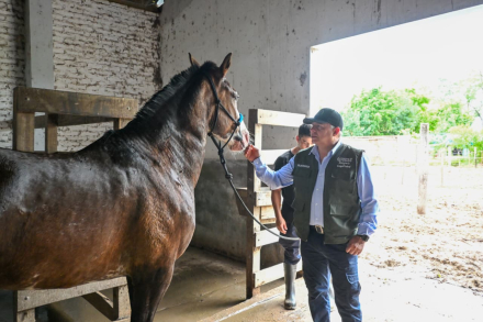 caballo.jpg