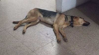 Pirotecnia sin control dejó como saldo 41 perros perdidos