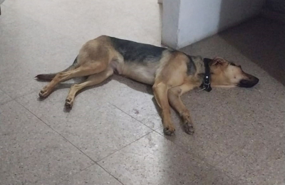 Pirotecnia sin control dejó como saldo 41 perros perdidos
