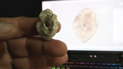 El NEA suma su primer dinosaurio al mapa paleontológico argentino