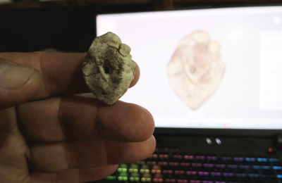 El NEA suma su primer dinosaurio al mapa paleontológico argentino