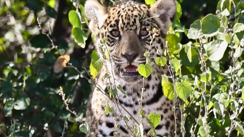 Confirmaron el nacimiento de un segundo yaguareté en el Parque Nacional El Impenetrable