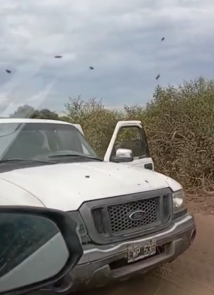 abejas.jpg