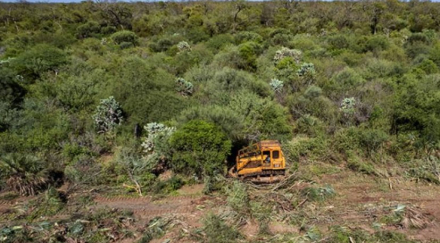 bosques.jpg