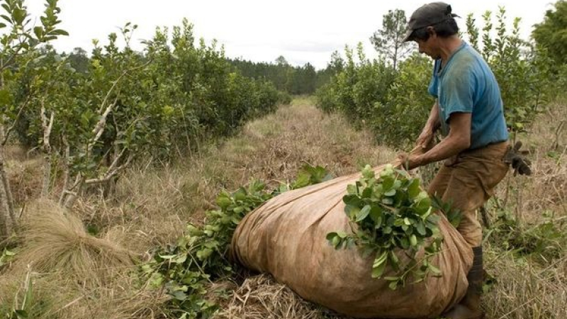 Alertan por abandono de yerbales en Misiones