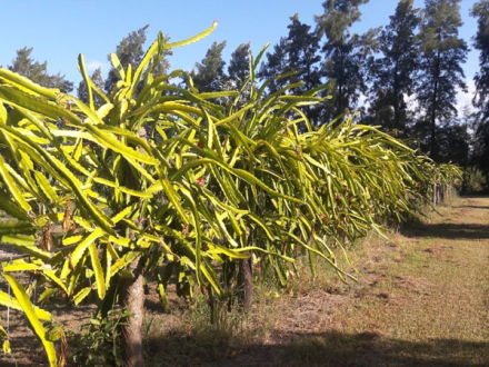pitaya13.jpg