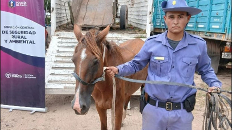 Fontana: un hombre robaba carne y salía a venderla a caballo