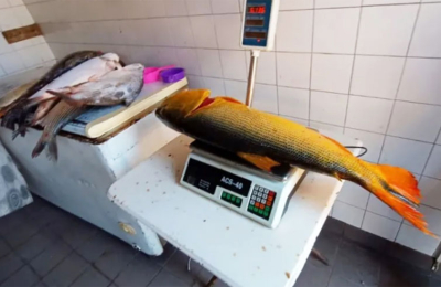 Elegir entre la fe y el bolsillo: el precio del surubí sube y no se detiene