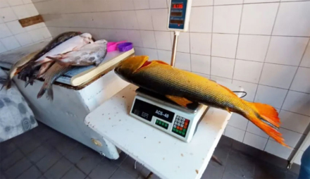 pescado.jpg