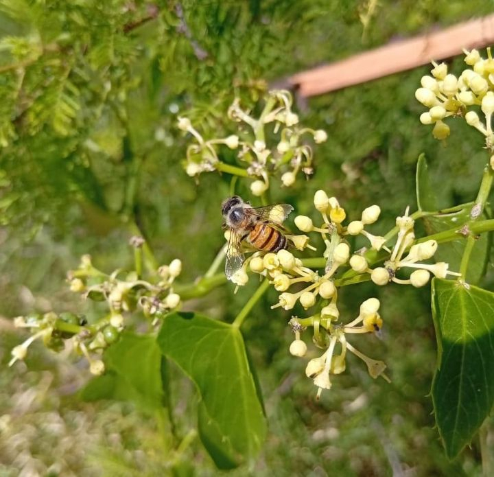 Poliniza-tapa