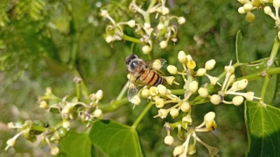 El secreto del color: una becaria de la UNNE analiza qué flores atraen más insectos