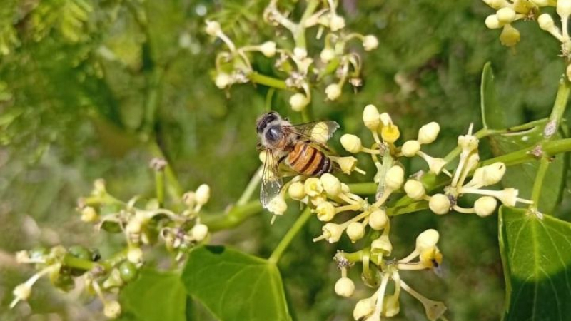 El secreto del color: una becaria de la UNNE analiza qué flores atraen más insectos